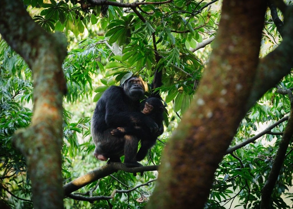 Nyungwe Forest National Park